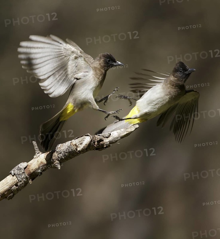 Common Bulbul (Pycnonotus barbatus), Chobe, Botswana