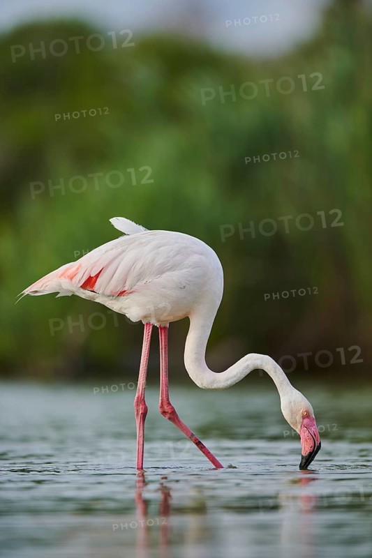 Greater Flamingo (Phoenicopterus roseus) walking in the water, Parc Naturel Regional de Camargue, France