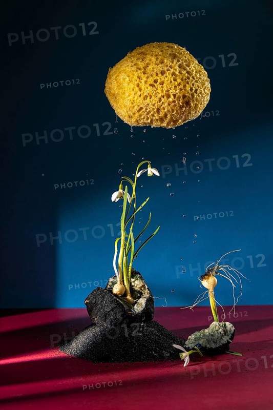 Creative composition featuring a yellow sponge cloud dripping water over snowdrop flowers on a textured surface. Blue and magenta colors enhance the artistic look. Symbolizes the fragility of nature