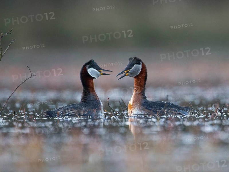Red-necked Grebe (Podiceps grisegena) pair displaying, Mecklenburg-Western Pomerania, Germany