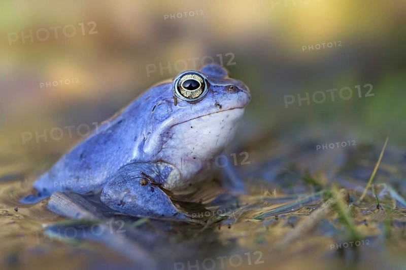 Moor Frog (Rana arvalis) male in spawning pond, Saxony-Anhalt, Germany