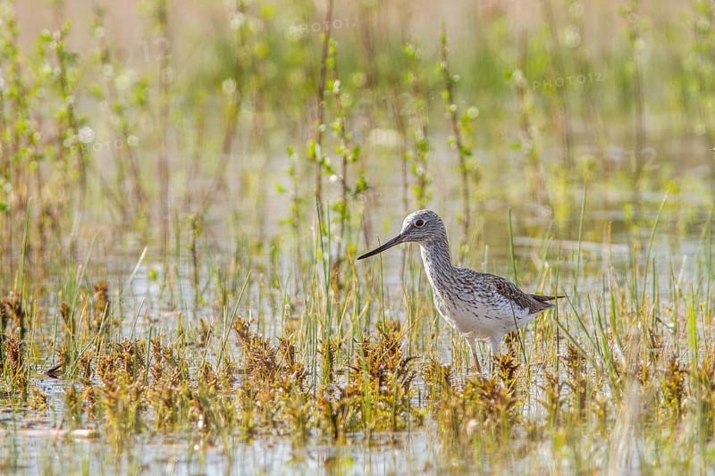 Common Greenshank (Tringa nebularia), walking on marsh, Galicia, Spain