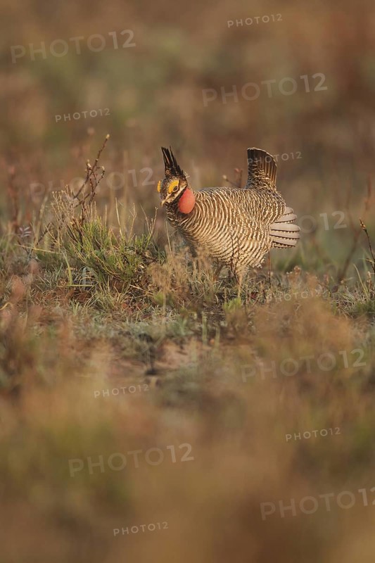 Lesser Prairie Chicken (Tympanuchus pallidicinctus) male, New Mexico, USA