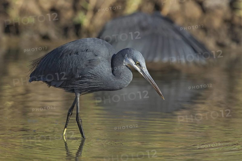 Western Reef Heron (Egretta gularis) foraging, Gambia