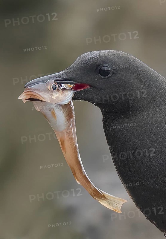 Black Guillemot (Cepphus grylle) with food in its beak, Iceland