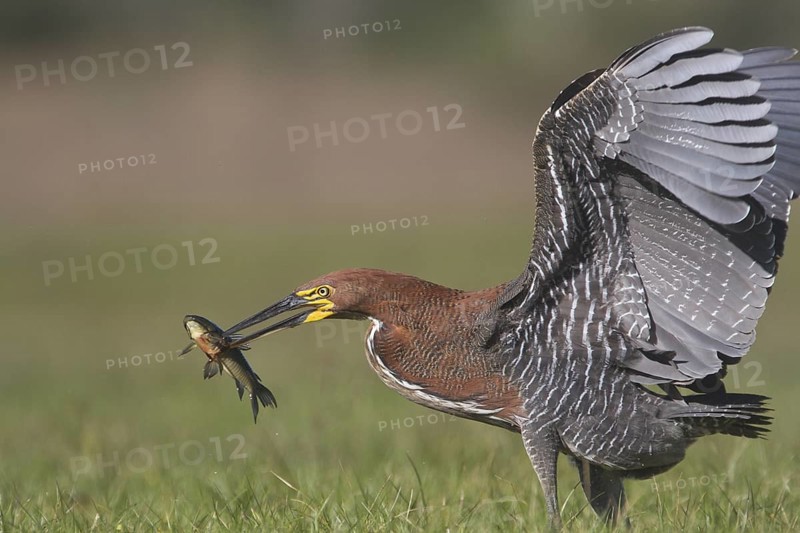 A Rufescent Tiger Heron lands with it's catch in front of Estancia Rincon del Socorro in Argentina