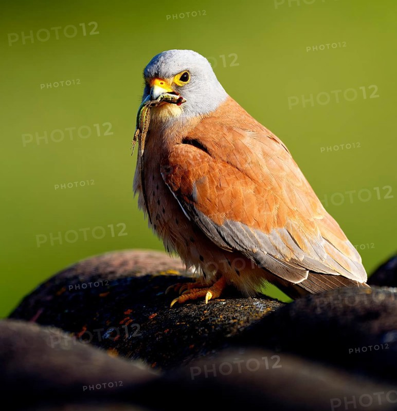 Male lesser kestrel (Falco naumanni) with prey, lizard, Psammodromus hispanicus, Extremadura, Spain
