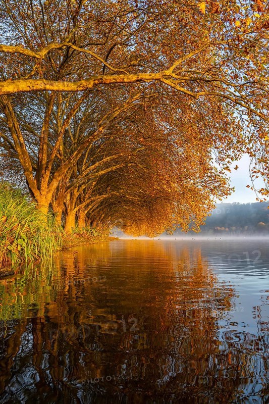 Autumn colours at the Platanen Allee, Hardenberg Ufer, lakeside path at Lake Baldeney, near Haus Scheppen, in Essen, Geese, North Rhine-Westphalia, Germany