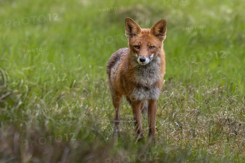 The red fox (Vulpes vulpes) is less than 10 metres away from me but does not spot me, an example of the importance of good camouflage, hunting, attracting, June, Denmark