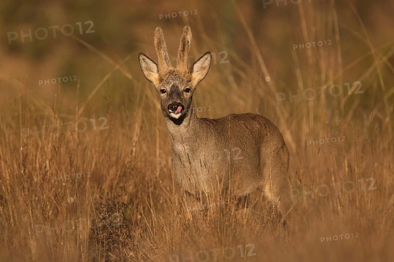 A roe deer stands gracefully in a sunlit field, surrounded by tall grass. The natural light highlights its features, creating a serene and peaceful wildlife scene