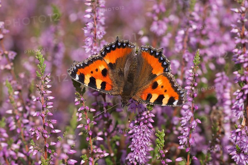 Small tortoiseshell butterfly (Aglais urticae) adult insect feeding on heather flowers on a heathland in summer, England, United Kingdom