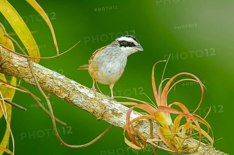 Stripe-headed Sparrow Aimophila ruficauda acuminata El Tuito, Jalisco, Mexico 12 June Adult Emberizidae