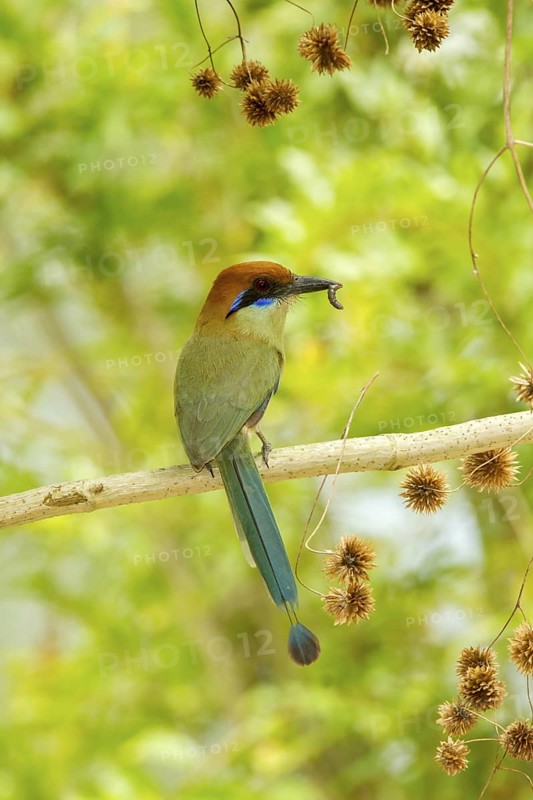 Russet-crowned Motmot Momotus mexicanus El Tuito, Jalisco, Mexico 12 June Adult carrying food. Momotidae