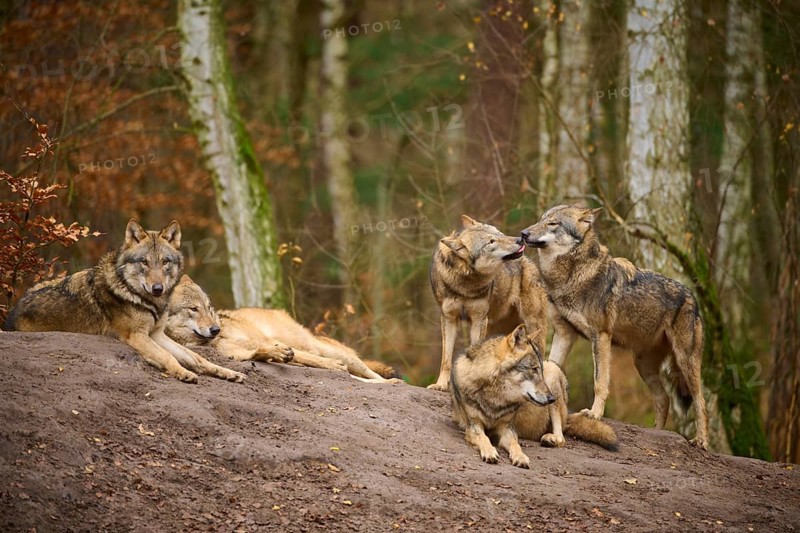 Five wolves resting relaxed on a patch of earth in a birch forest, Wolf (Canis lupus), Germany