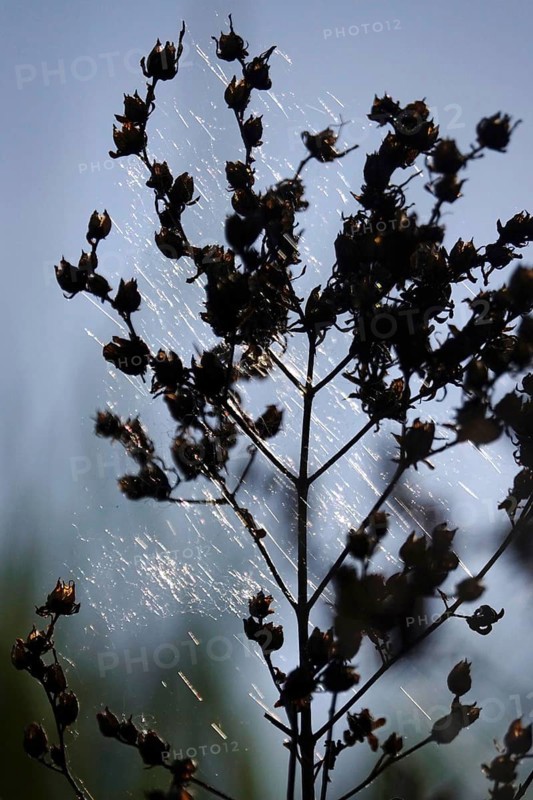 Plant in spring with cobweb threads, Germany
