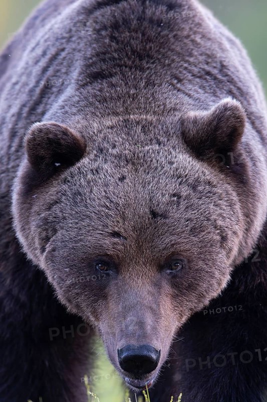 Brown bear (Ursus arctos) in the Finnish taiga, Kuusamo, Finland