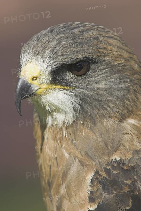 Swainson's Hawk (Buteo swainsoni), Alberta, Canada