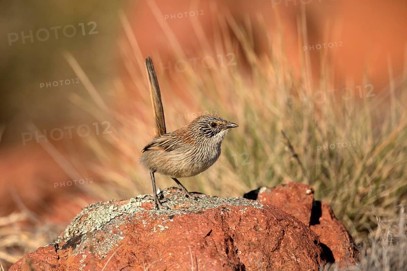 Short-tailed Grasswren (Amytornis merrotsyi pedleri), South Australia, Australia