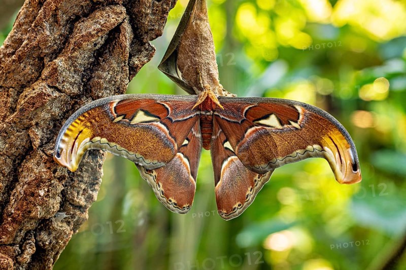 A large brown butterfly with outstretched wings rests on tree bark surrounded by green foliage, an Altass moth is just emerging from its cocoon (Attacus atlas)