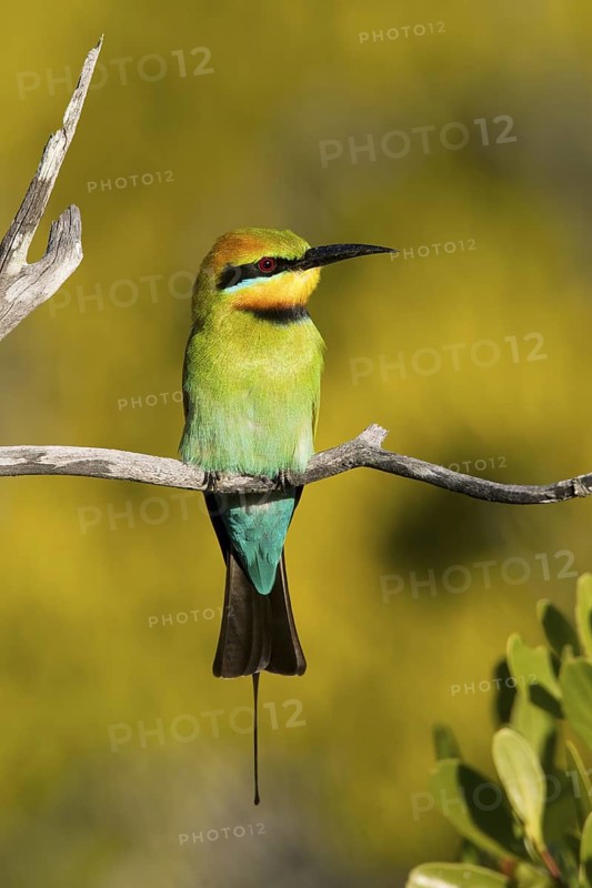 Rainbow Bee-eater (Merops ornatus), Queensland, Australia