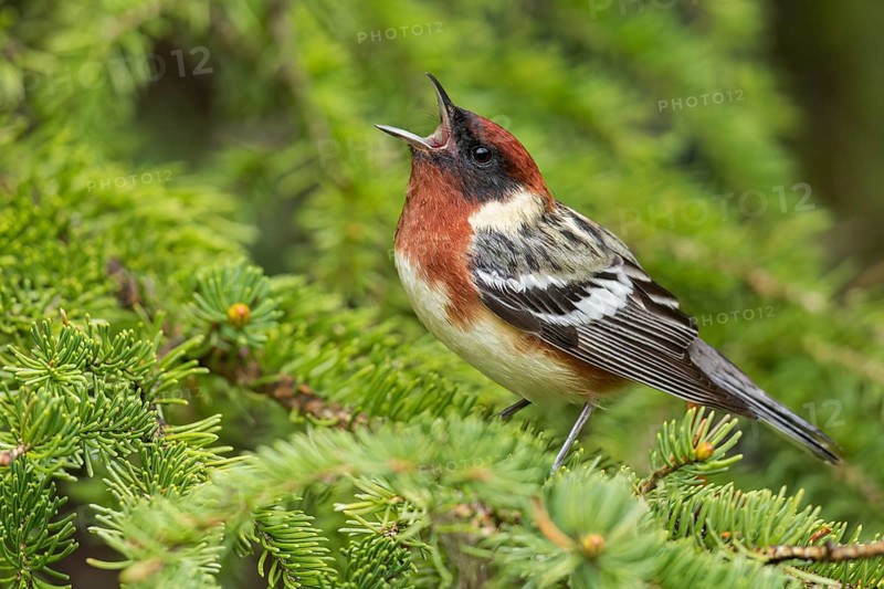 Bay-breasted Warbler (Dendroica castanea) perched on a branch in Ontario, Canada