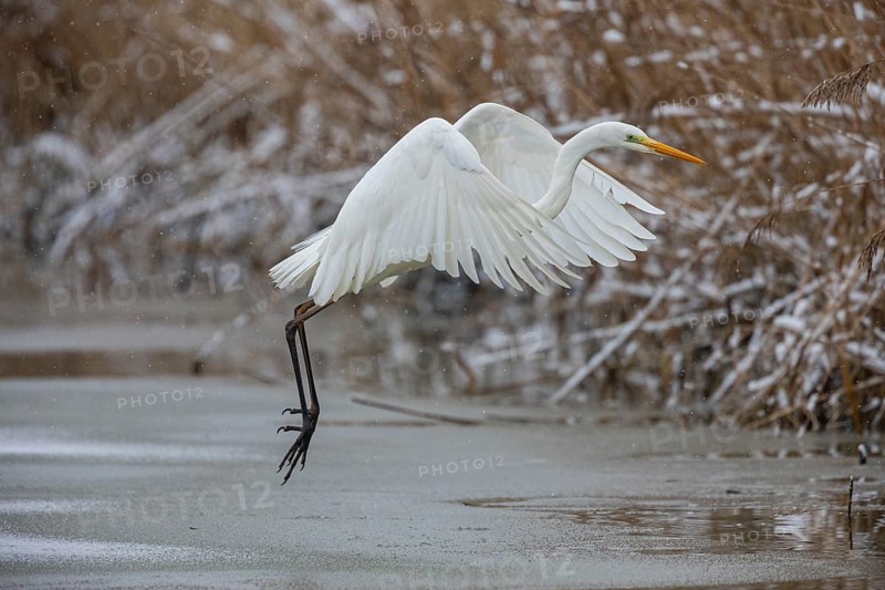 Great White Egret (Egretta alba) Germany