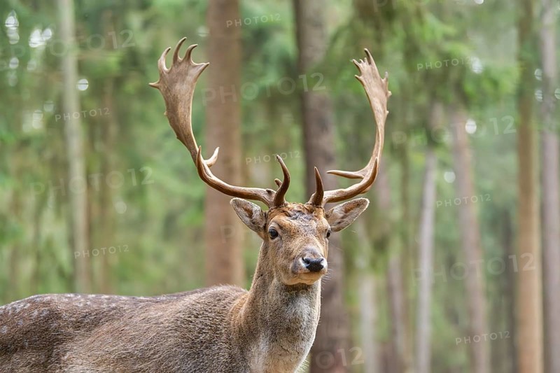 European fallow deer (Dama dama) buck, portrait, in a forest in autumn, Bavaria, Germany
