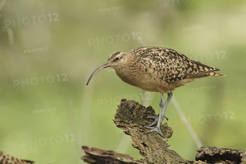 Bristle-thighed Curlew (Numenius tahitiensis), Midway Atoll, Hawaii, USA