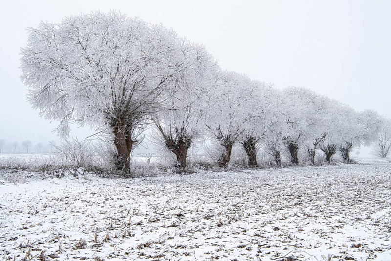 Willows in snow, winter, Vechta, Lower Saxony, Germany