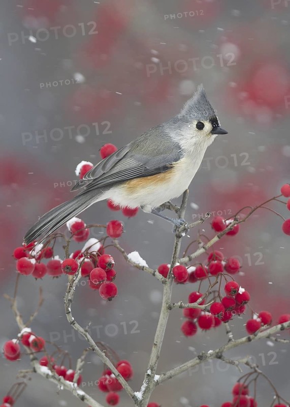 Tufted Titmouse (Baeolophus bicolor), Ohio, USA