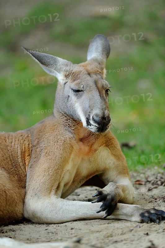 A kangaroo sits on sandy ground with its eyes closed, Red kangaroo (Osphranter rufus, Kangourou rufus, Macropus rufus), captive