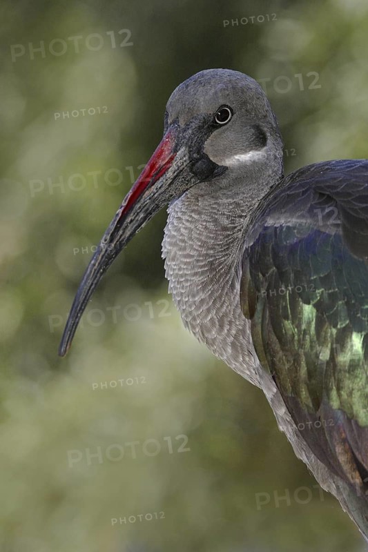 Hadada Ibis (Bostrychia hagedash), Arizona, USA