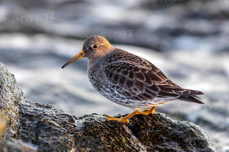 MeerstrandlÃ¤ufer