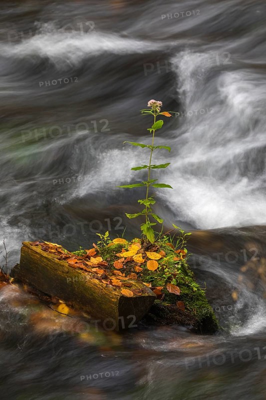 Flowing water with ferns and rocks in the Edmunds Gorge in autumn. River Kamnitz, Hrensko, Ustecky kraj, Czech Republic