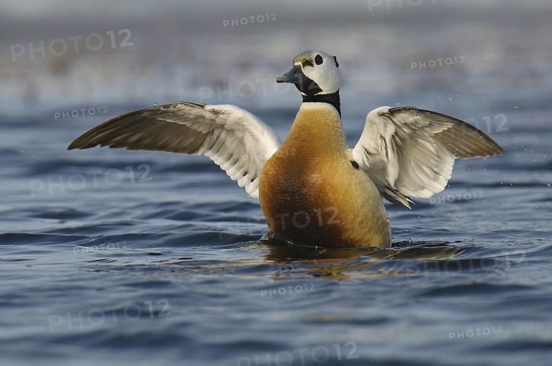 Steller's Eider (Polysticta stelleri) male, Alaska, USA