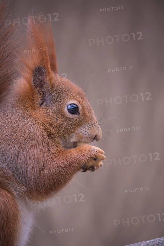 One Red squirrel or Eurasian red squirrel (Sciurus vulgaris) feeding on peanut. Trees in the background. Portrait sideview