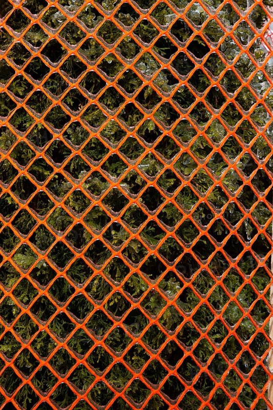 Close-up of Thuja occidentalis 'Smaragd' - Cedar tree protected with fluorescent orange plastic mesh snow fence in winter, Quebec, Canada