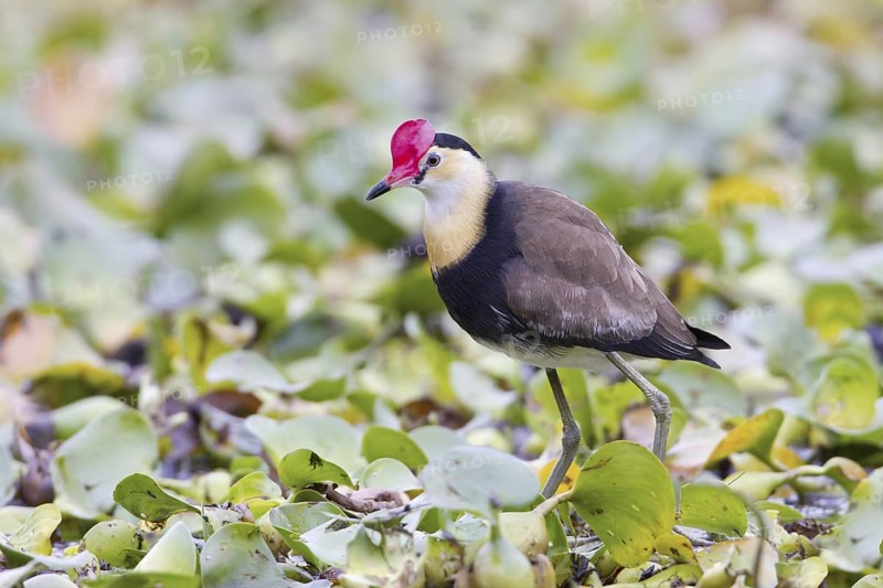 Comb-crested Jacana (Irediparra gallinacea), Queensland, Australia