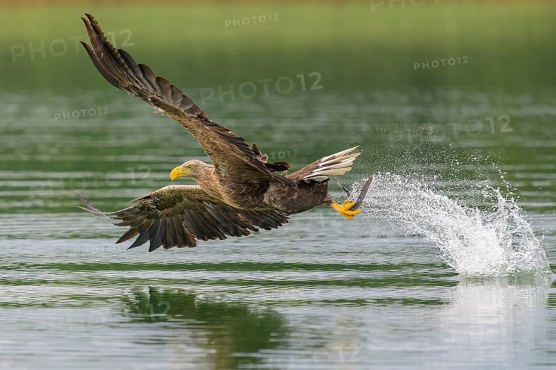 White-tailed eagle (Haliaeetus albicilla), in flight grabbing its prey, Mecklenburg-Western Pomerania, Germany
