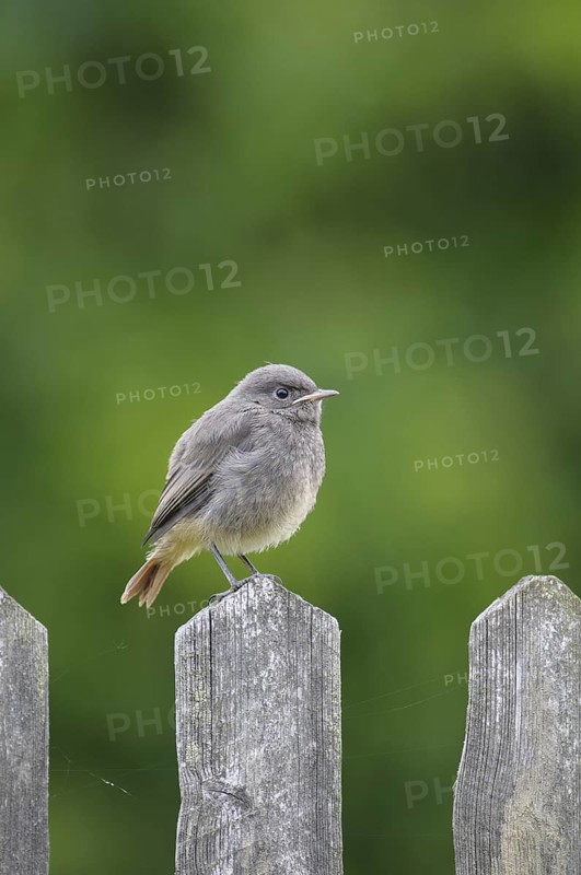 Black Redstart (Phoenicurus ochruros) juvenile, Thuringia, Germany