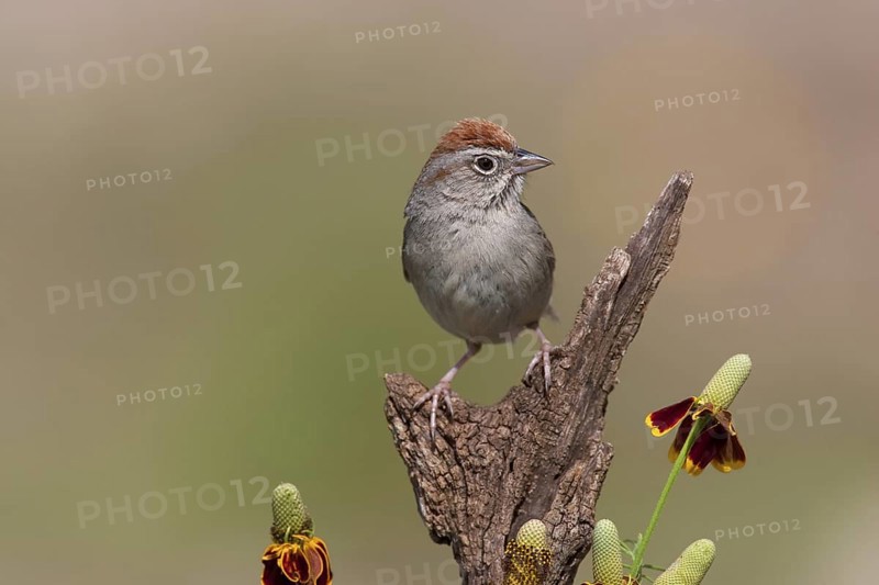 Rufous-crowned Sparrow (Aimophila ruficeps), Texas, USA