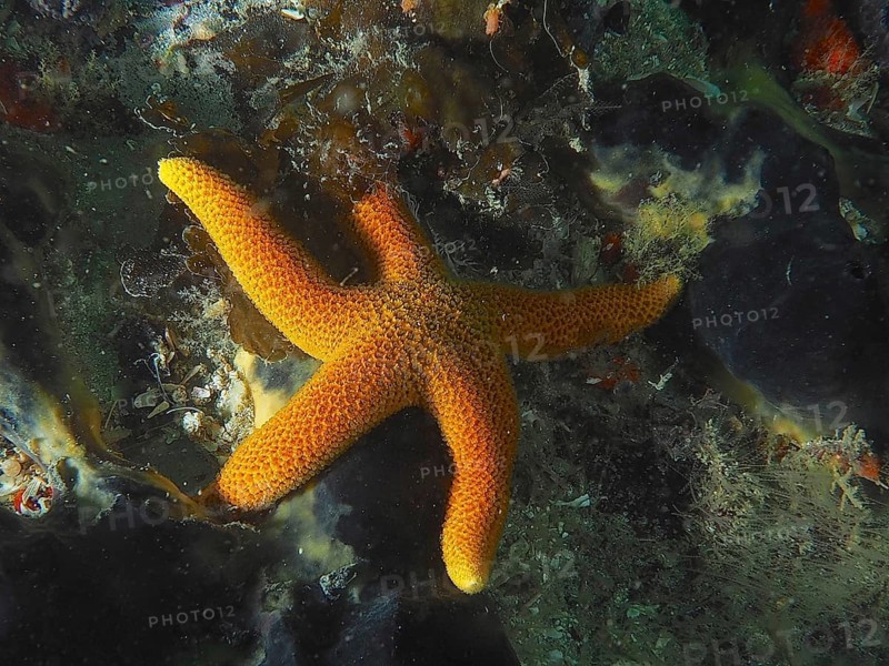 Bright orange-coloured starfish, net starfish (Henricia ornata) on a mixed seabed. Dive site False Bay, Cape of Good Hope, Cape Town, South Africa
