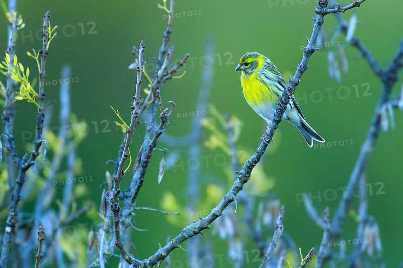 European Serin (Serinus serinus) male perched on a branch, Andalusia, Spain