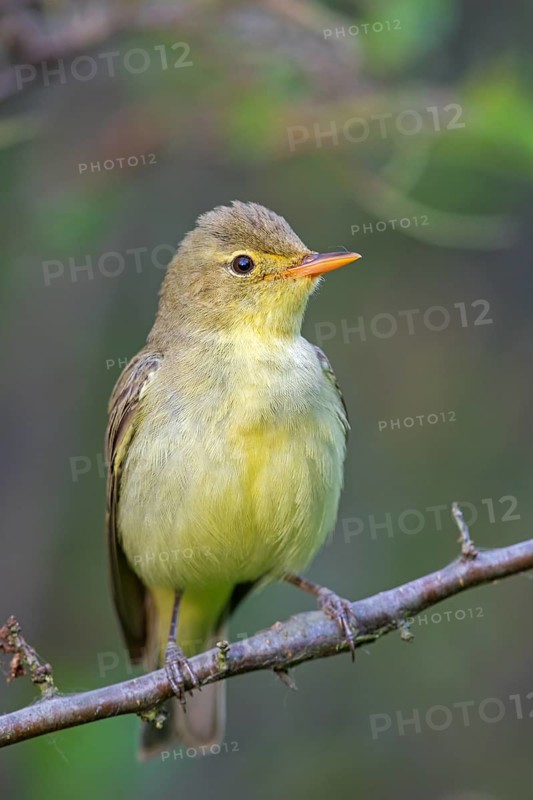 Yellow Warbler, Icterine Warbler, Hippolais icterina, Hypolaïs ictérine, Zarcero Icterino, Worms, Rhineland-Palatinate, Germany