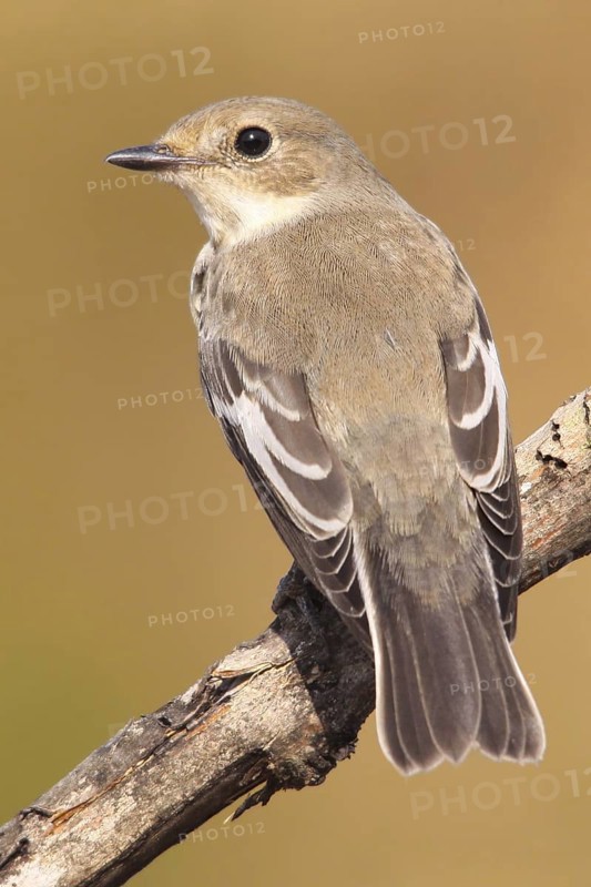 European Pied Flycatcher (Ficedula hypoleuca) female, Abrantes, Portugal