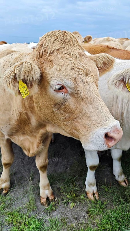 A cow (Bos taurus) with ear tag on the pasture, Franconian Forest nature park Park