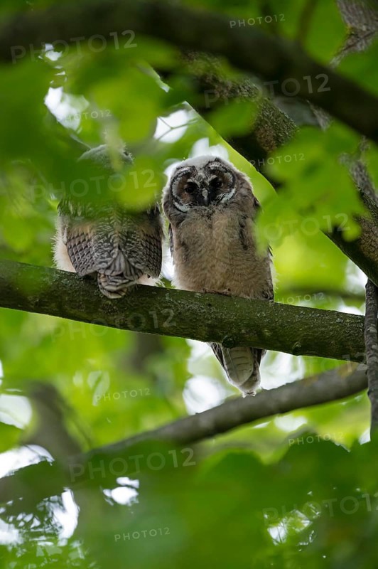 Long-eared owl (Asio otus), two young birds, nest fledglings, Bottrop, Ruhr area, North Rhine-Westphalia, Germany