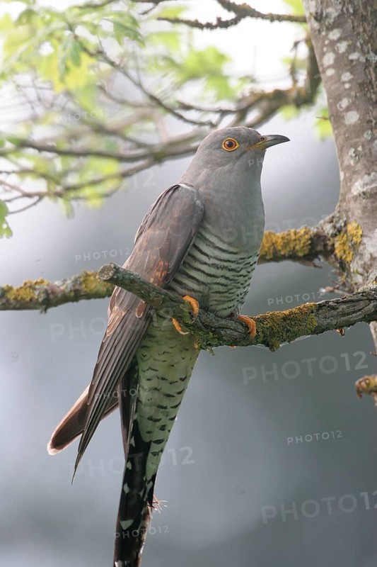 Cuckoo (Cuculus canorus) Allgäu, Bavaria, Germany, Allgäu, Bavaria, Germany