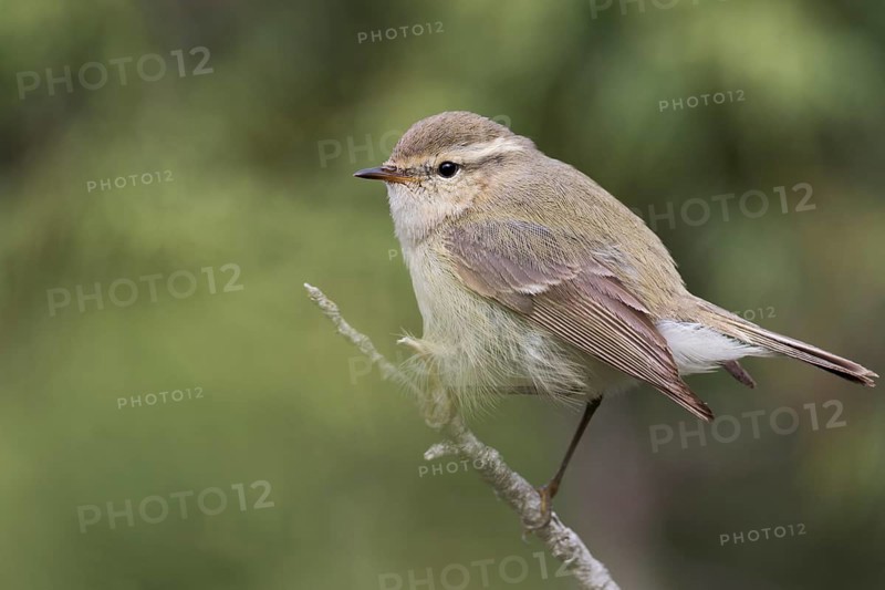 Humes Leaf Warbler - Tienschan-Laubsänger - Phyllsocopus humei ssp. humei, Kyrgyzstan