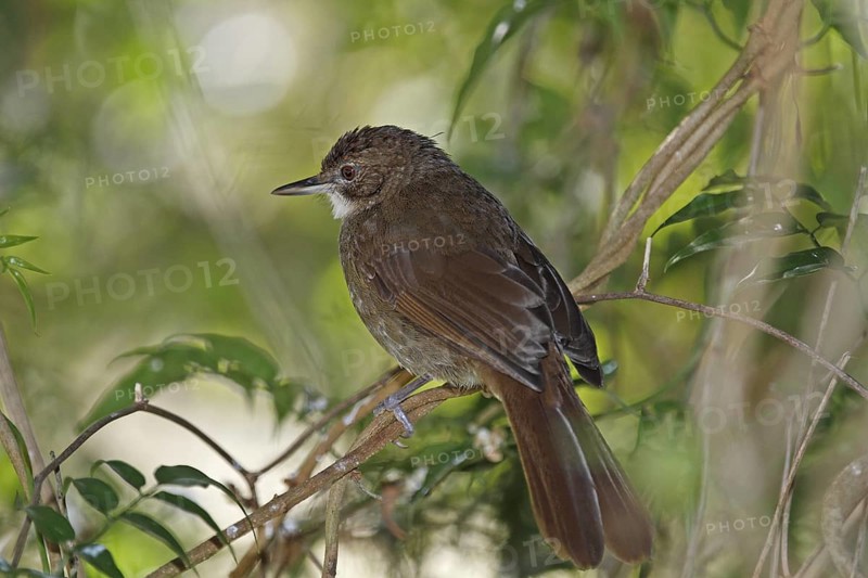 Terrestrial Bulbul, Phyllastrephus terrestris